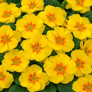 Primula vulgaris 'Evie Yellow'