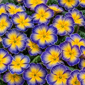 Primula vulgaris 'Fireflies'