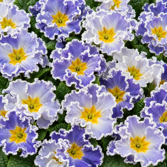 Primula vulgaris 'Frilly YTT Jeans'