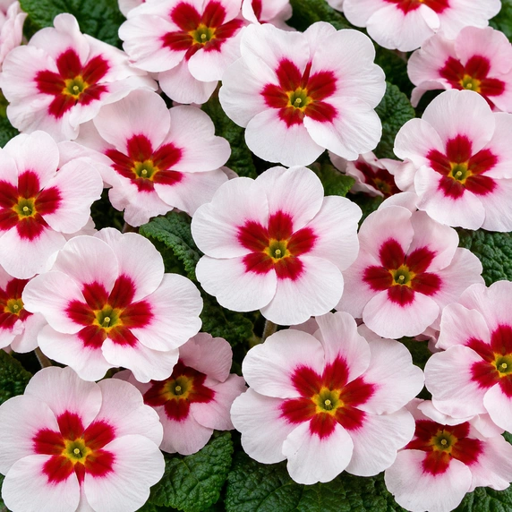 Primula vulgaris 'Japan'