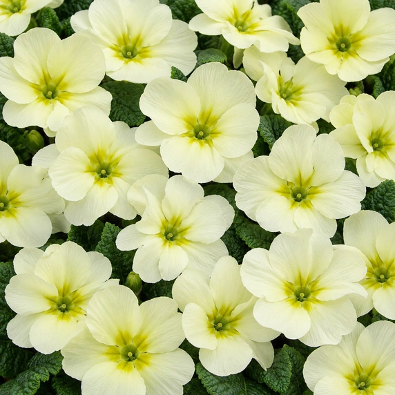 Primula vulgaris 'Mojito'