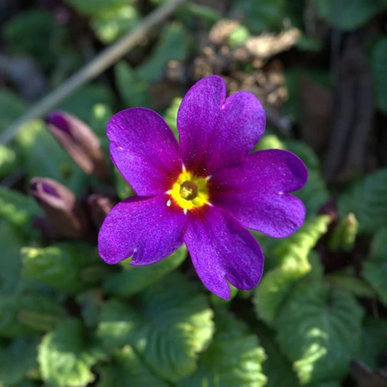 Primula 'Wanda'