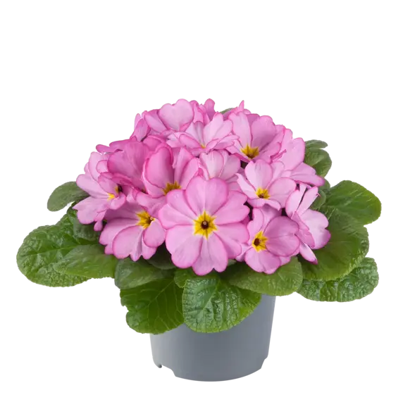 Primula vulgaris 'Woodland' - image 2