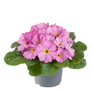 Primula vulgaris 'Woodland' - image 2