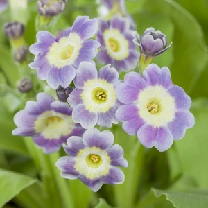 Primula x pubescens - Garden Auricula 9cm - image 1