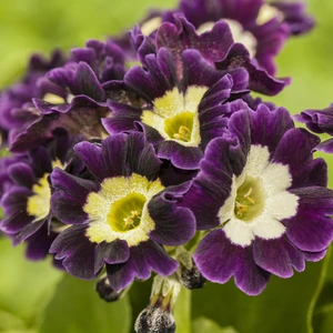 Primula x pubescens - Garden Auricula 9cm - image 2
