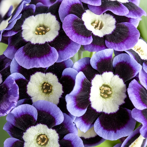 Primula x pubescens - Garden Auricula 9cm - image 3
