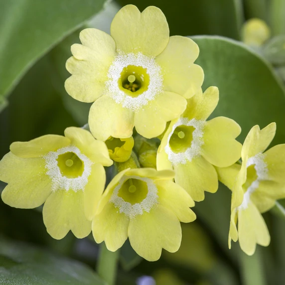 Primula x pubescens - Garden Auricula 9cm - image 4