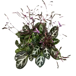 Primulina sinovietnamica - image 2