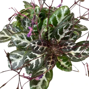 Primulina sinovietnamica - image 3