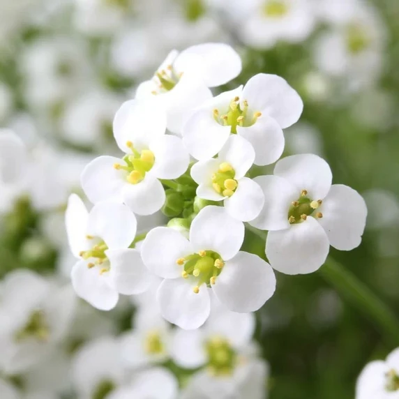 Pritzelago alpina 'Icecube' 9cm - image 1