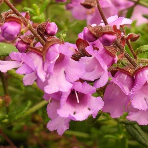Prostanthera rotundifolia 'Rosetta'
