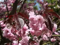 Prunus