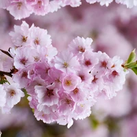 Prunus