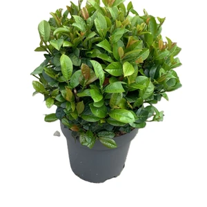 Picture - Minier Nurseries