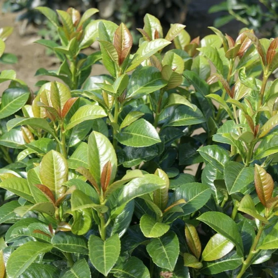 Picture - Genesis Plant Marketing