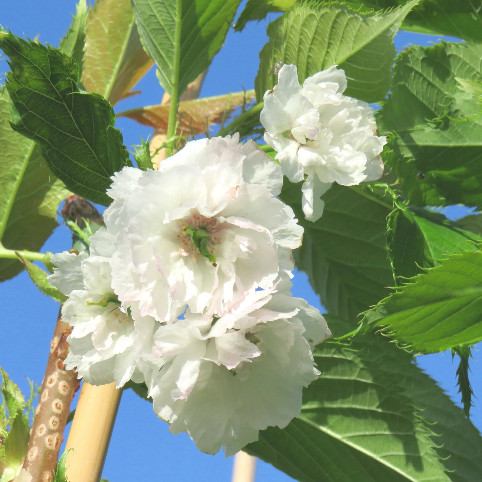 Prunus 'Blushing Bride' - Cowell's Garden Centre | Woolsington