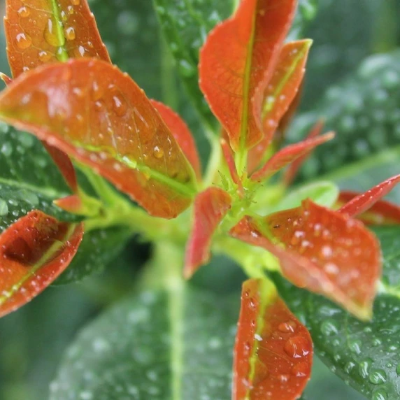 Picture - Minier Nurseries
