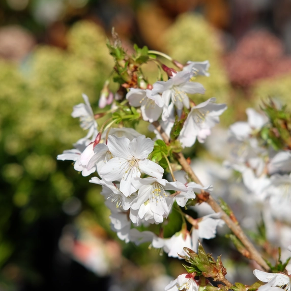 Prunus nipponica var. kurilensis 'Brilliant' 4L - image 1