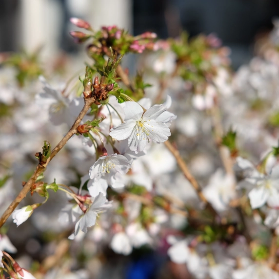 Prunus nipponica var. kurilensis 'Brilliant' 4L - image 2