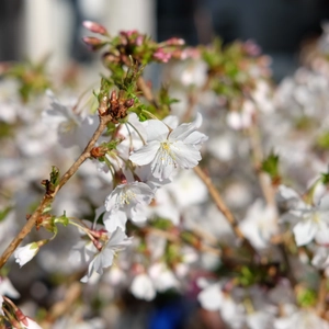 Prunus nipponica var. kurilensis 'Brilliant' 4L - image 2