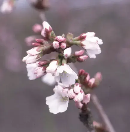 Picture Credit - Yorkshire Plants