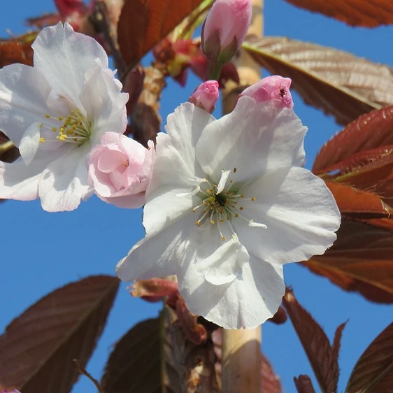 Picture Credit - Yorkshire Plants