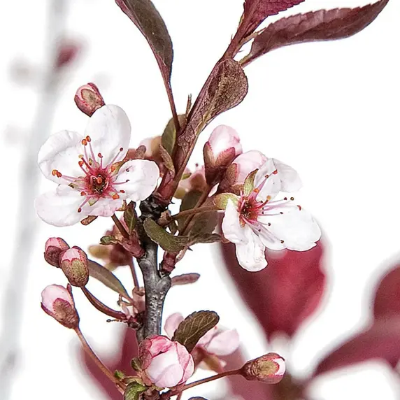 Picture Credit - Diderk Heinje