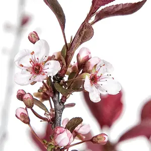 Picture Credit - Diderk Heinje