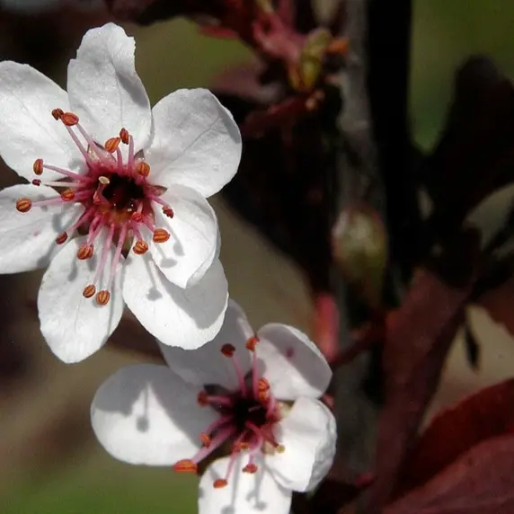 Picture Credit - Diderk Heinje