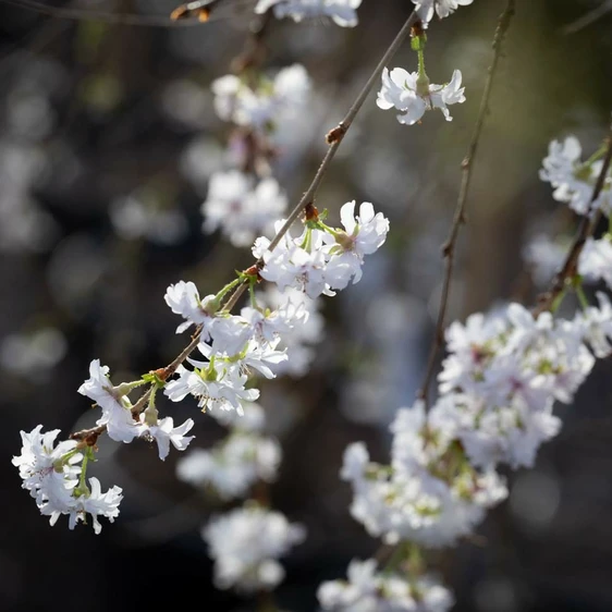 Picture credit - Frank P Matthews