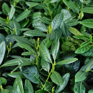 Prunus laurocerasus 'Diana'