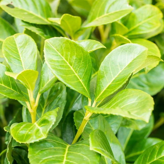 Prunus laurocerasus 'Etna' 6L - image 2