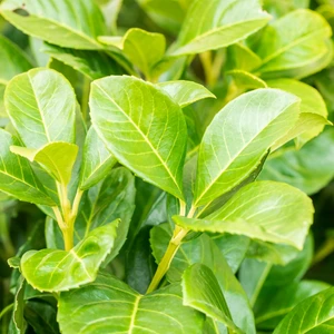 Prunus laurocerasus 'Etna' 6L - image 2