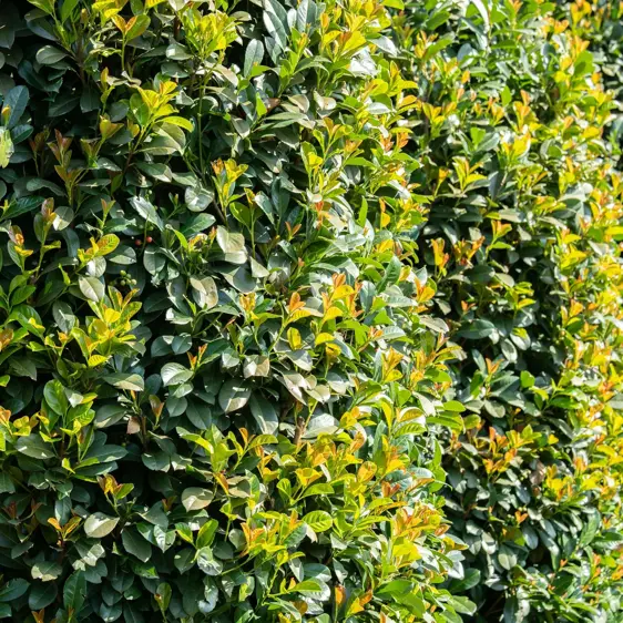 Prunus laurocerasus 'Etna' 6L - image 3