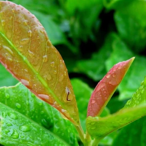 Picture Credit - Diderk Heinje