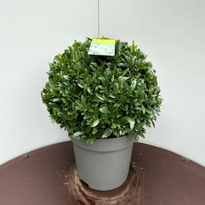 Picture - Genesis Plant Marketing