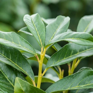 Prunus laurocerasus 'Genolia' 6L - image 3