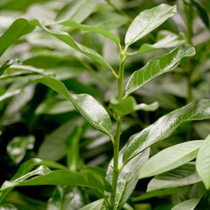 Prunus laurocerasus 'Genolia' 12L - image 2