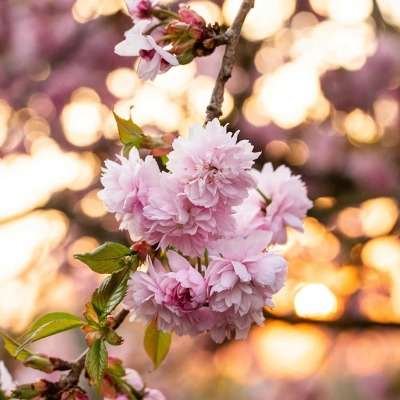 Prunus 'Kanzan' 45L - image 3