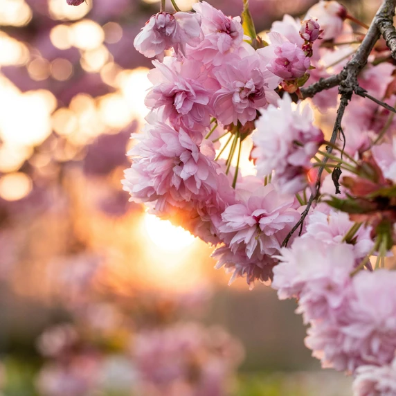 Prunus 'Kanzan' 45L - image 2