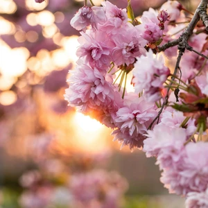 Prunus 'Kanzan' 45L - image 2