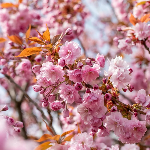 Prunus 'Kanzan' 45L - image 4