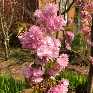 Prunus 'Kiku-shidare-zakura' 10L