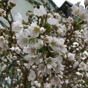 Prunus incisa 'Kojo-no-mai' 3L