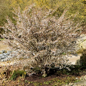 Prunus incisa 'Kojo-no-mai' 4L - image 5