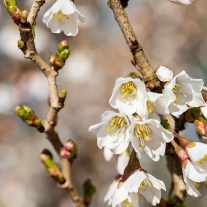 Prunus 'Kojo-no-mai'