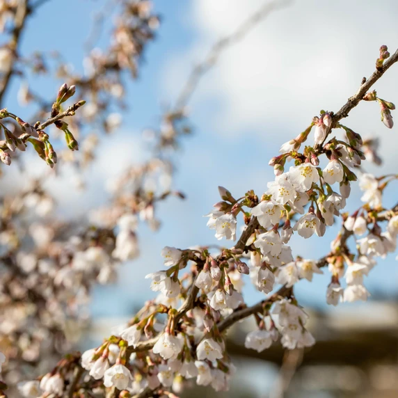Prunus incisa 'Kojo-no-mai' 4L - image 3