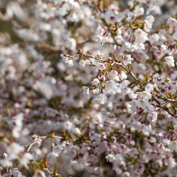 Prunus incisa 'Kojo-no-mai' 4L - image 4