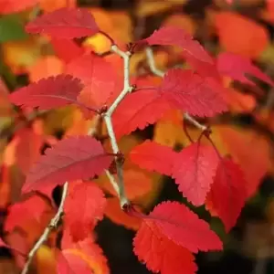Prunus incisa 'Kojo-no-mai' 16.5L Std - image 2